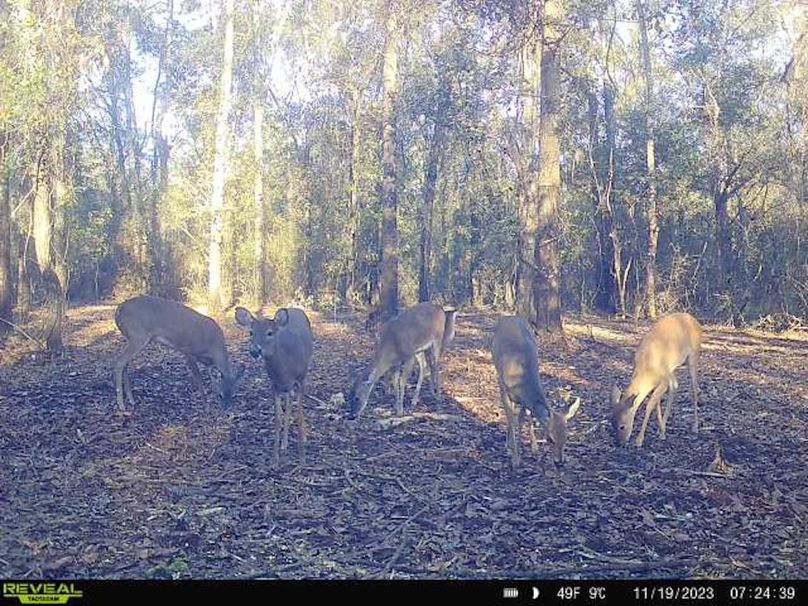 New Trail Cam 8