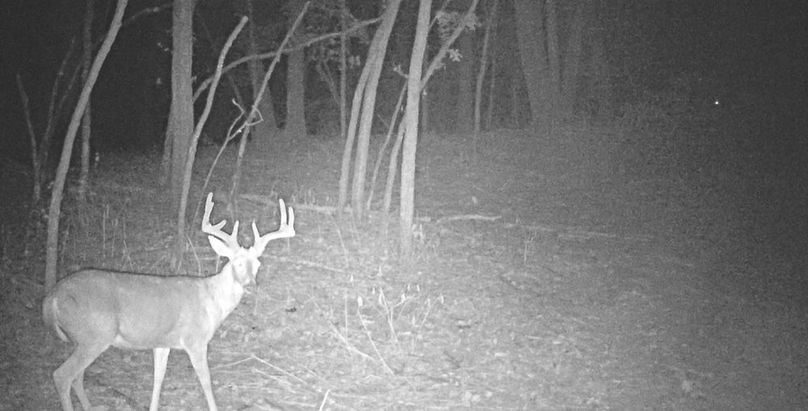 Trail Cam 6
