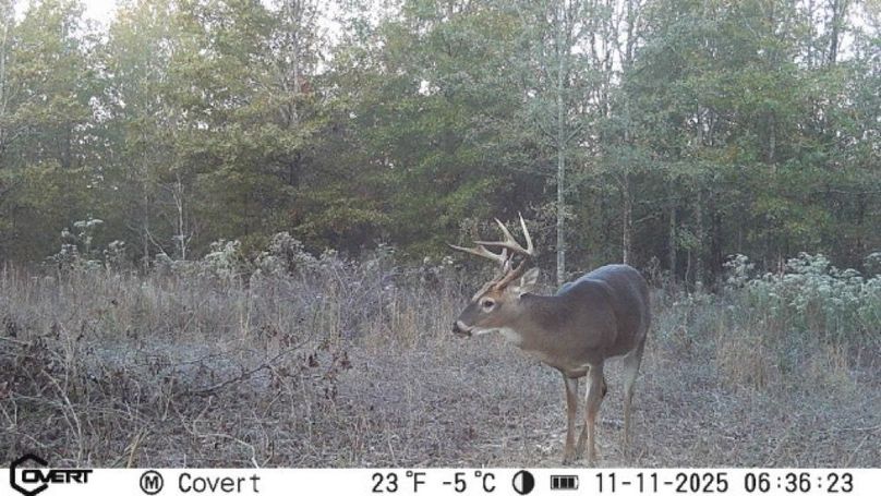 11_11_2025_06_36_23_3248368610