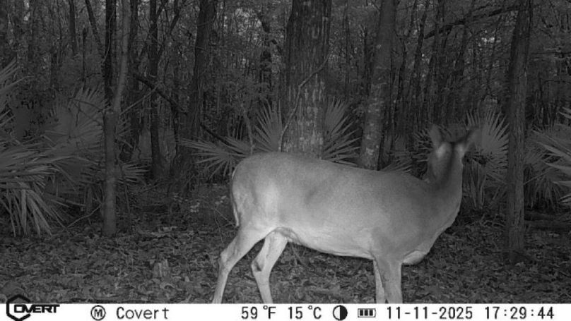 11_11_2025_17_29_44_3249108140