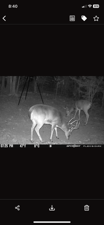 New Trail Cam 2