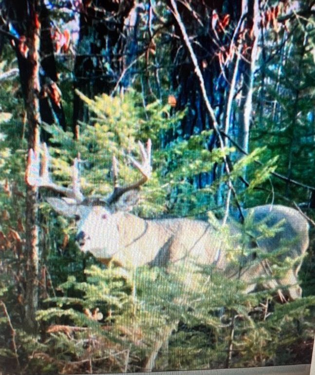 Screenshot 2023-06-07 at 10.21.48 AM