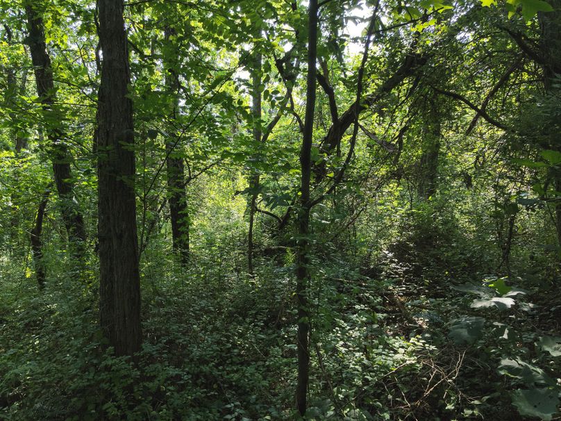 56. Woods (41acres)