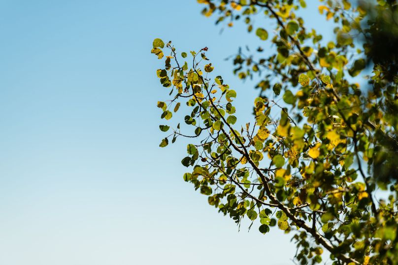 Teller Co 4.65 Thomas - 026 Quaking Aspen