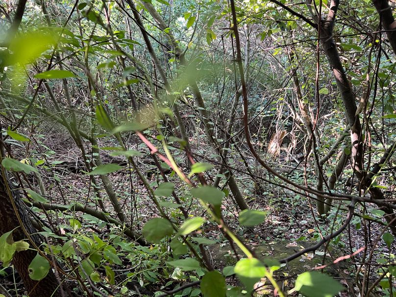 Wirt, WV 150.75 AC Tinnell-55