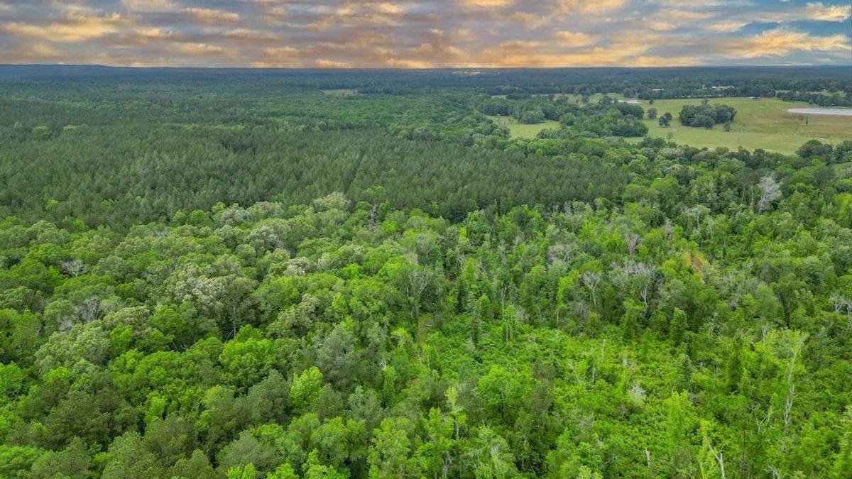 176 Acre Recreational Hunting Tract In Shelby County, Texas Whitetail Properties