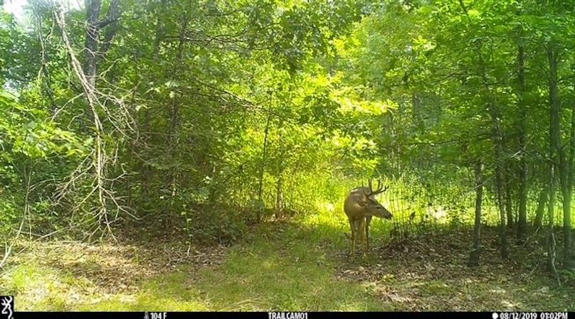 Buck 32 2