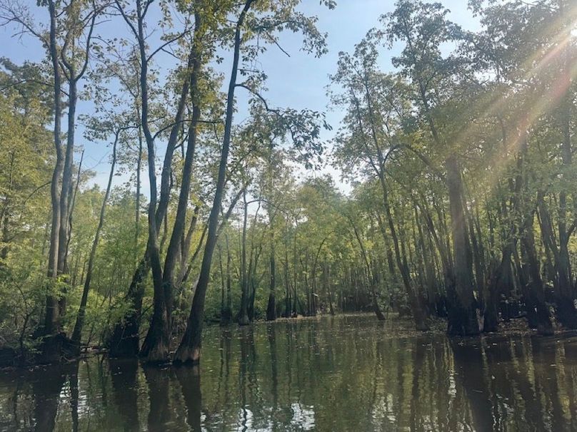 swamp20260501_0225-2