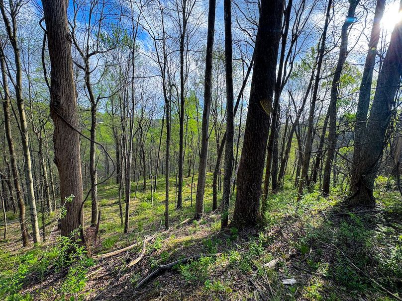 Calhoun, WV 132.84 AC Szegi 2-129