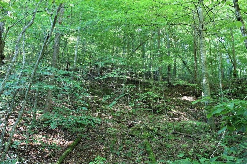 023 healthy regeneration in the south area in what appears to be a very old field or pasture many, many years ago
