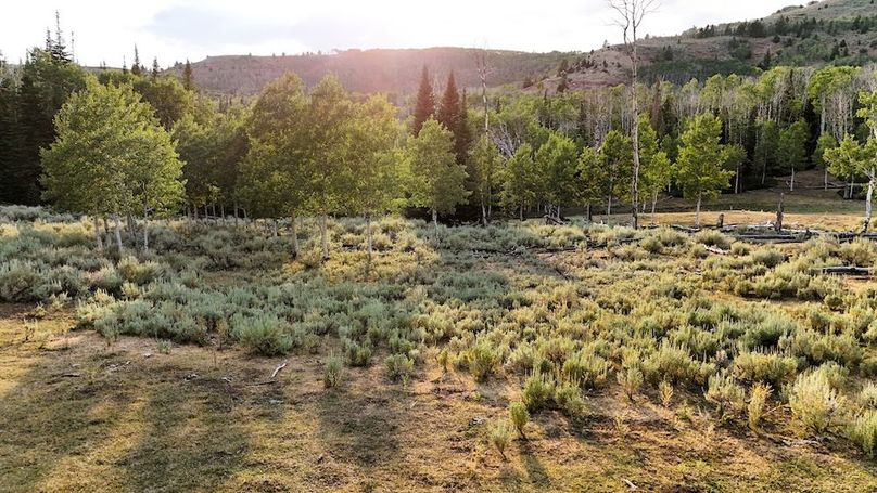 DJI_20250726191752_0341_D