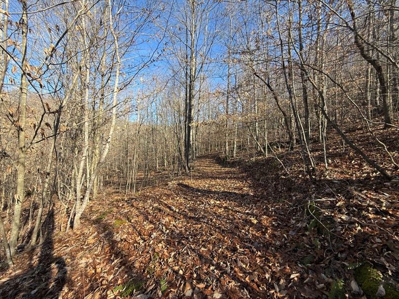 010 one of the internal roads_trails within the property