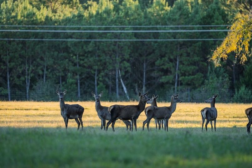 65 harrison 417ac pics-044