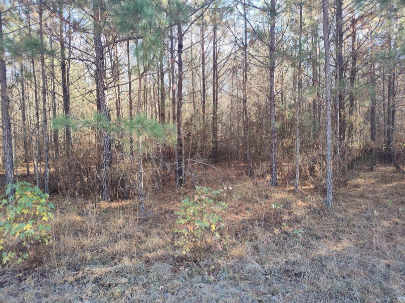 IMG_20231119_141935593