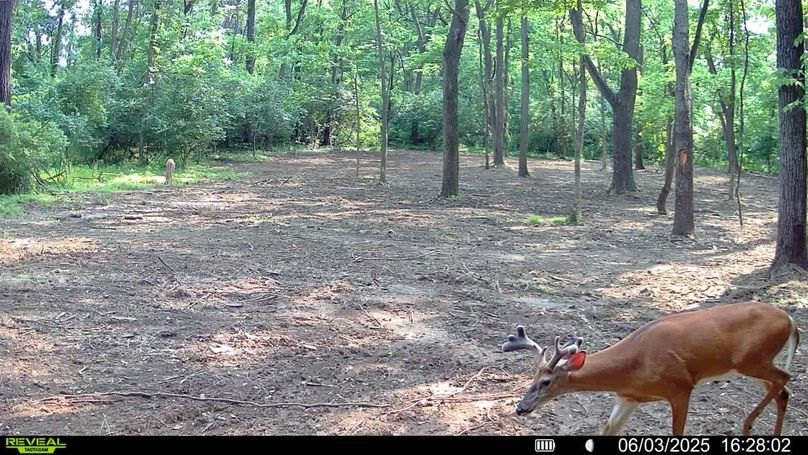 Deer 4