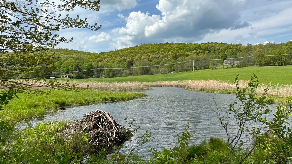 Land for Sale in Hillsdale NY Whitetail Properties