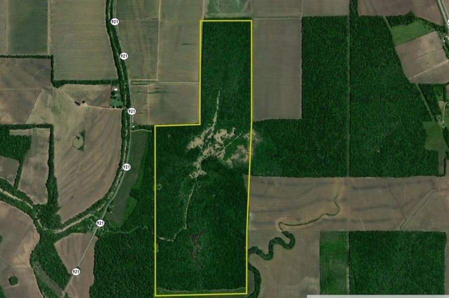 Catahoula 307 Hart close