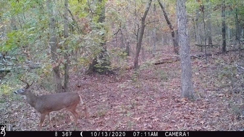 Buck 86 2