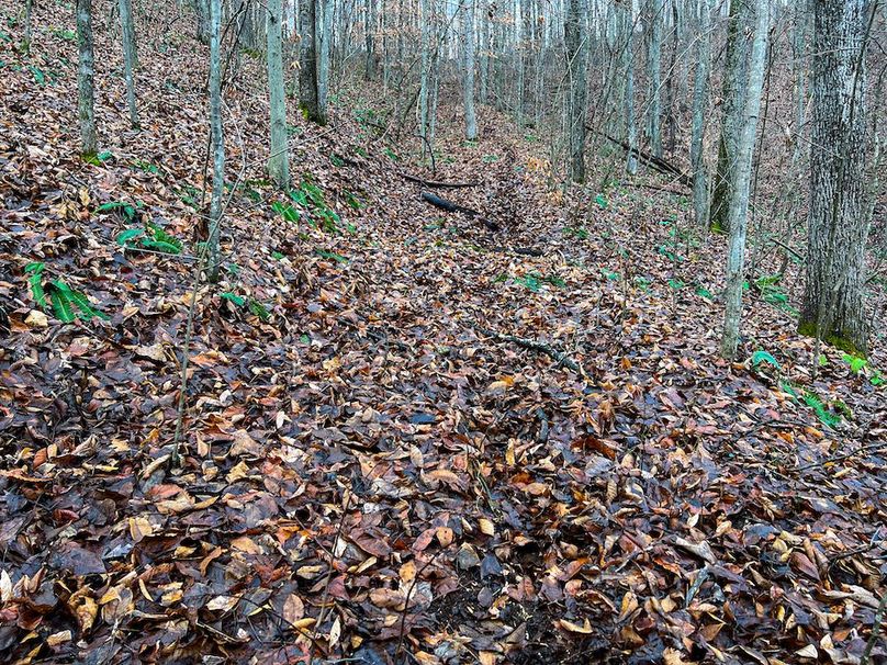 Calhoun, WV 225.69 AC Duffield-54