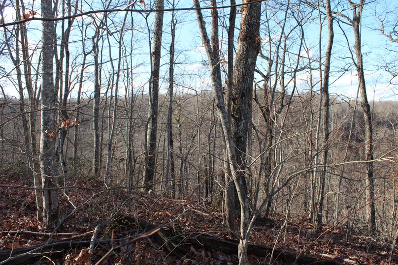 009 forested north facing slope near the ridge
