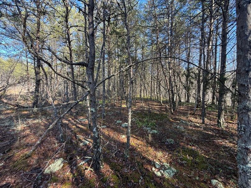 003 much of the usable flats that would be easily cleared for a cabin