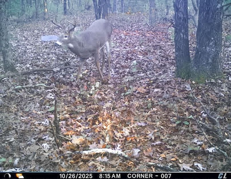 Adams 25, Nessler -18