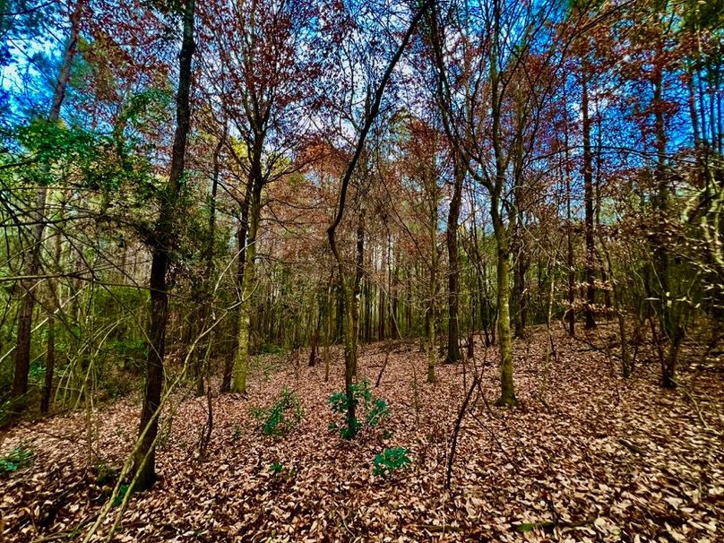 8F30C2CF-FC62-4A66-9EFE-21D49670EEBE_1_201_a