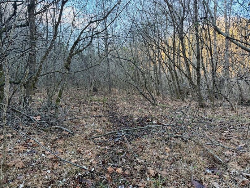 020 nice wildlife trails along creek-2