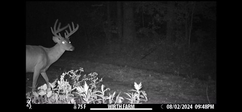 16 Trail Cam Pic 08.02.24