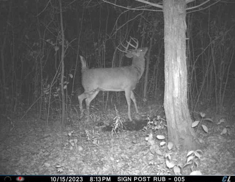 October 2023 Buck (Scrape - Rub Tree)