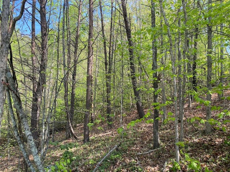 012 forested west facing slope near the southeast corner of the property copy