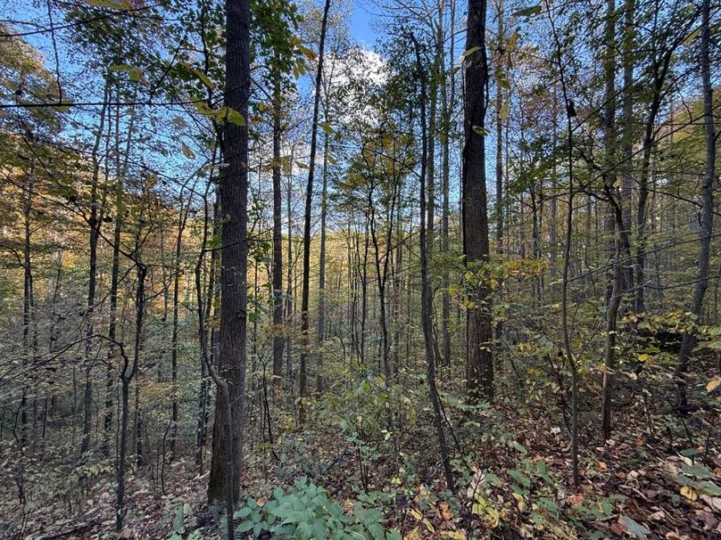 015 forested area in the upper reaches