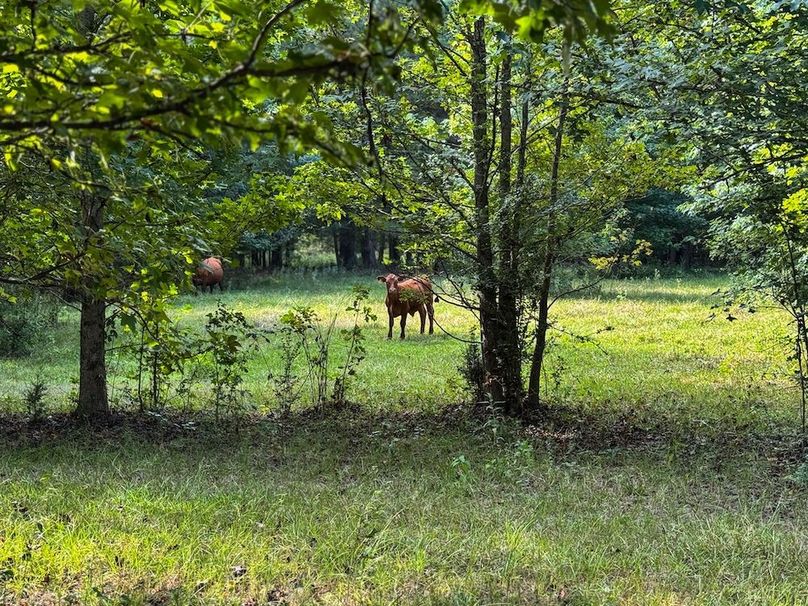 31 Jefferson 117ac - bethard-31