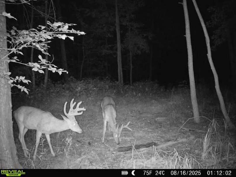 860516068101389-100-2-08162025011202-V-W1000473