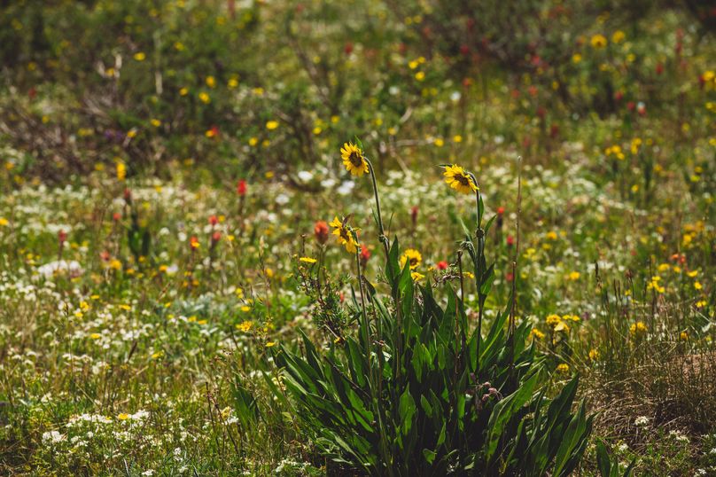 Lake CO 41.32 Nolan - 023 Wild flowers