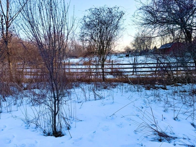 10 Horses on Neighbors