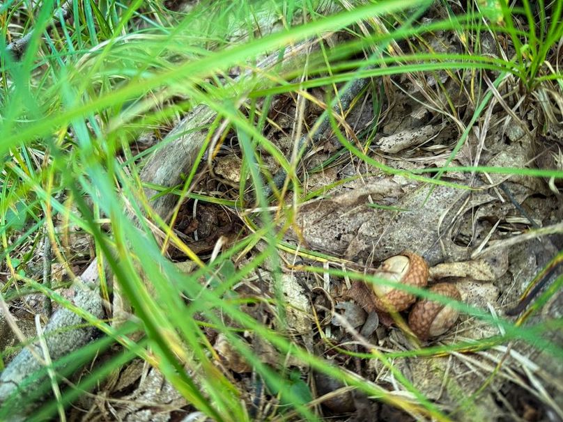 Tioga NY 64 Shores 16