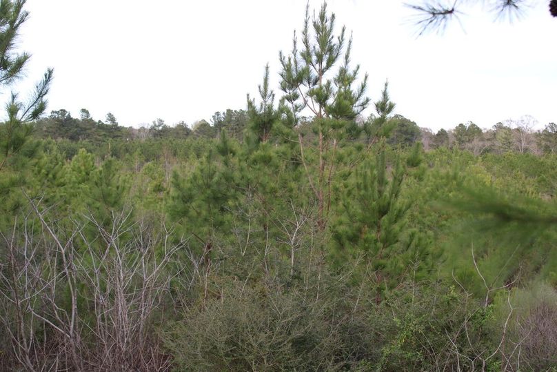 E98F5825-BB1E-4FC2-9F46-6C48DCF3FDC8_1_105_c