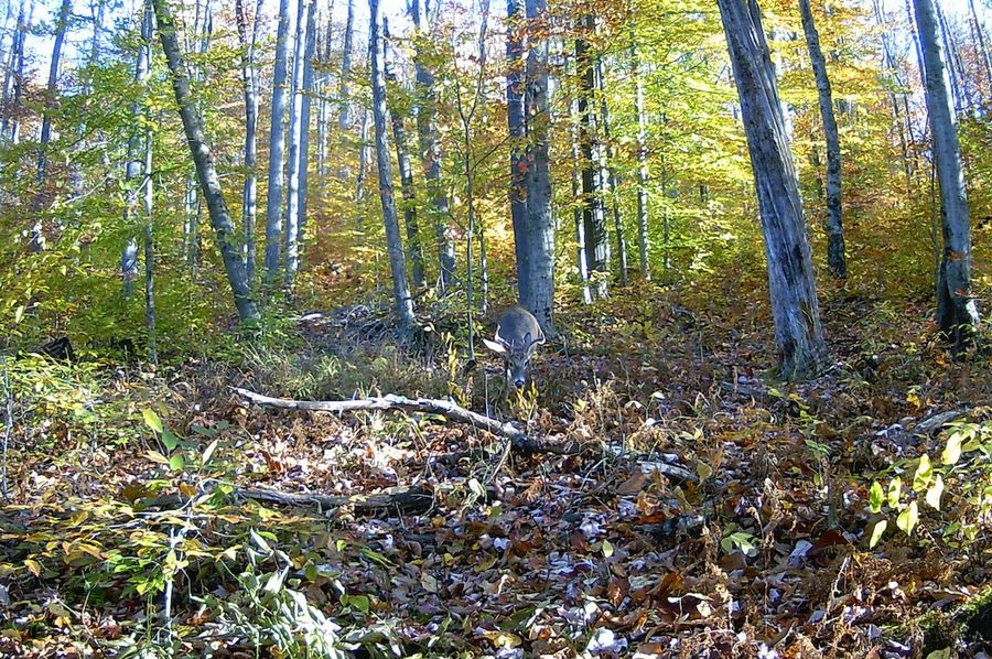 Webster, WV 21.15 AC HardwayCamp-26