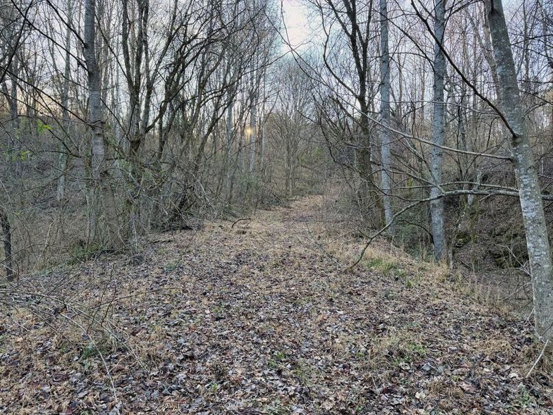 008 trail system leading towards the ridgetop -2