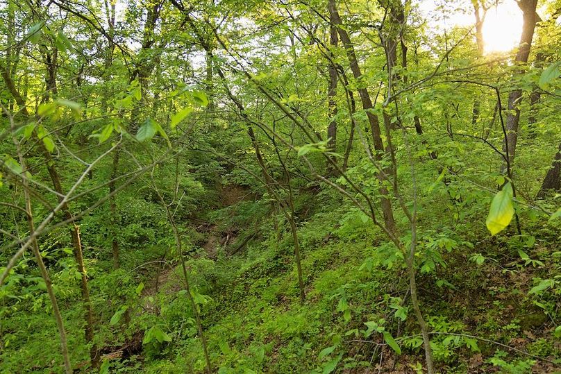 woods drainage ditch
