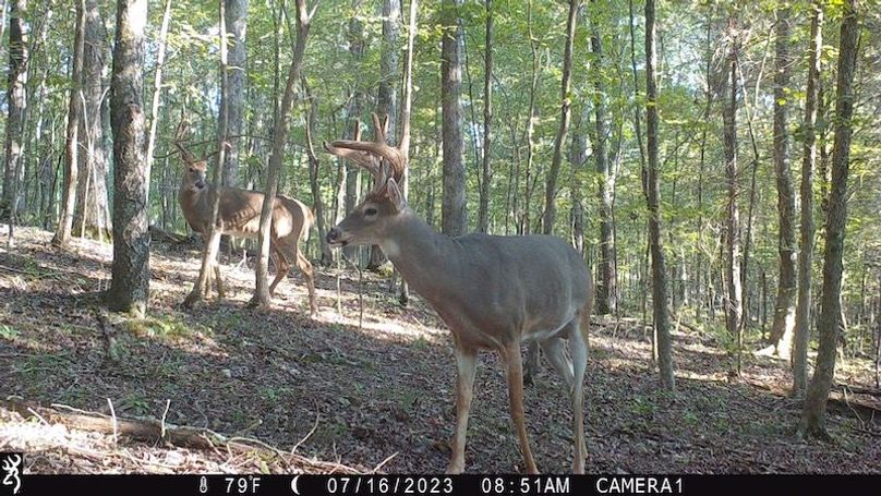 trail cam28