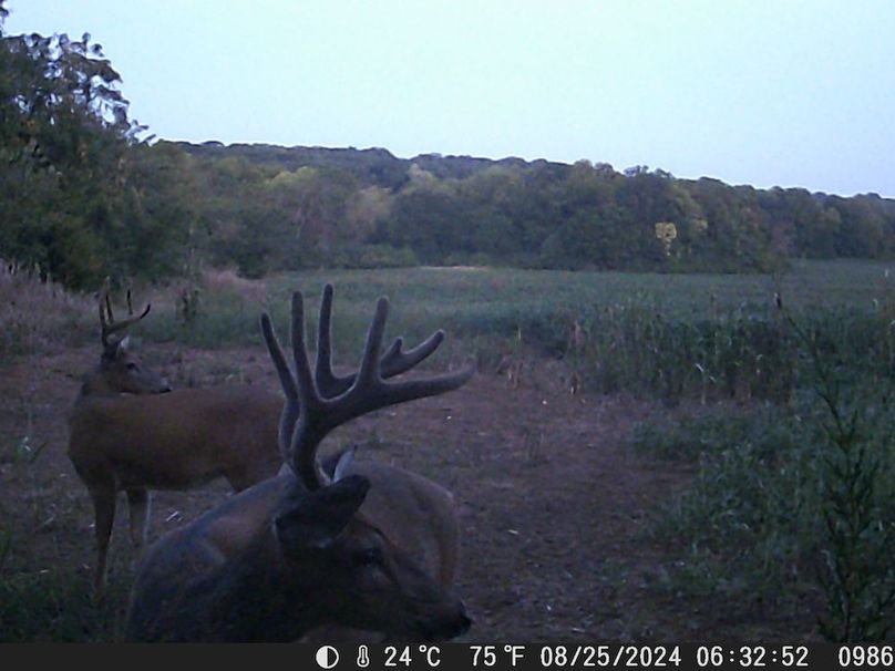 Trail Cam 5