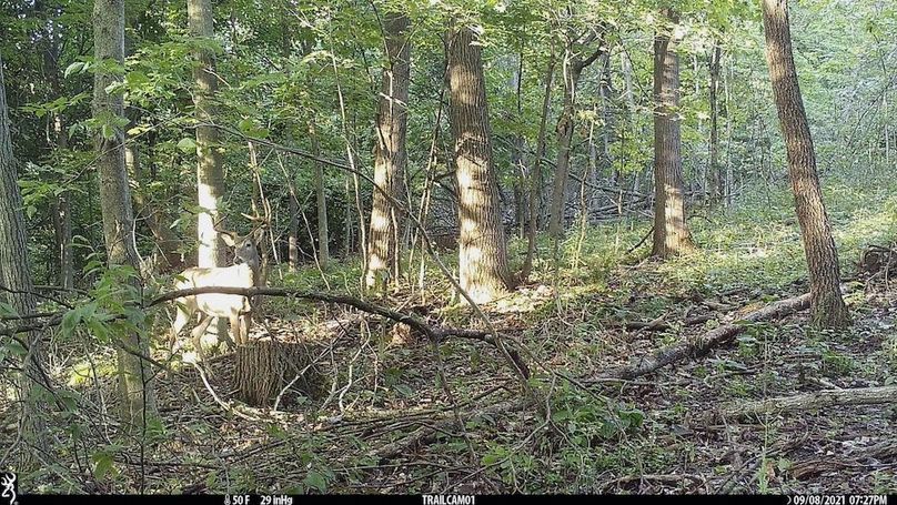 Trailcam - 5