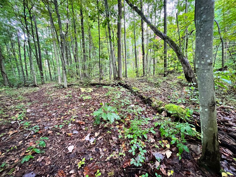 Ontario_16.2_Eddington Photo 17