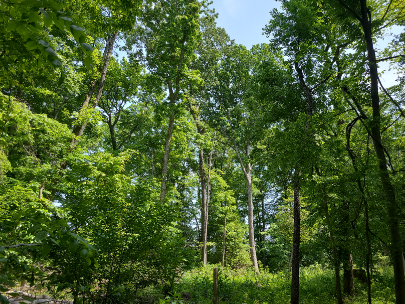 26.48ac_McKenneyLn_QAnnes_20