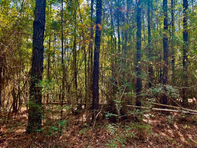 A216DC26-8C6C-4AE1-B7A8-C2DDF1D72502_1_201_a