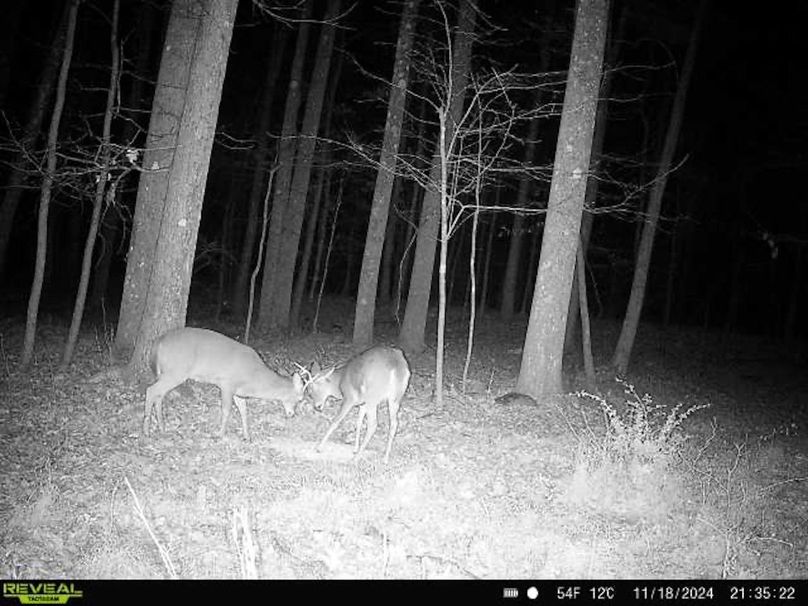 Trail Cam 4