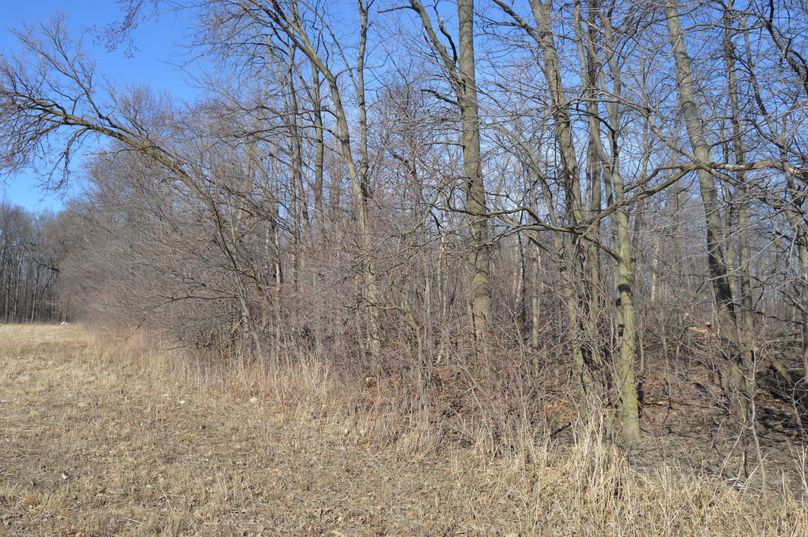 view looking north on west property line