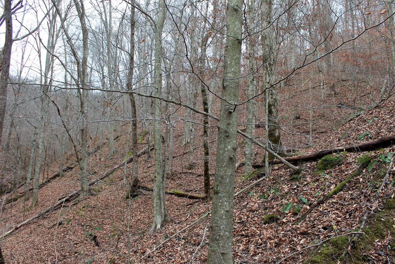 004 mature stand of beech along a north facing slope